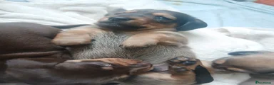 Dachshund 1