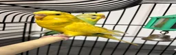 Budgerigars birds for sale: 3 gorgeous colourful budgies with cage  - Advert 4
