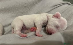 Jack Russell dogs for sale: Stunning Miniature Jack Russell Puppies!!! - Image 12