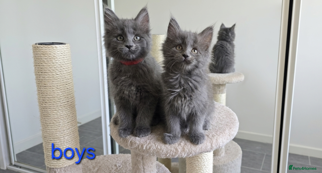 Maine Coon cats Maine Coon Kitten ready - Advert 1