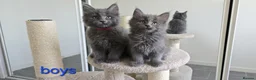 Maine Coon cats for sale: Maine Coon Kitten ready - Advert 1