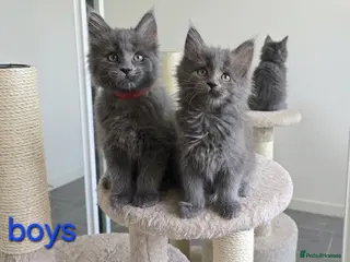 Maine Coon cats Maine Coon Kitten ready - Advert 8