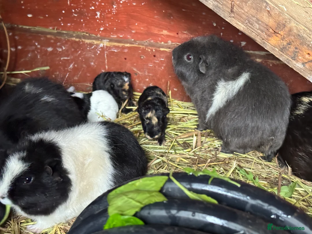 Guinea Pig rodents for sale: Guinea pigs  - Advert 22