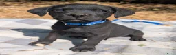 Mixed Breed dogs for sale: Beautiful Lab x rotty pups  in Exeter - Advert 24
