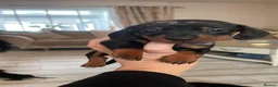Miniature Dachshund dogs for sale: Miniature Dachshund puppies 🐶  - Advert 18