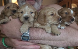 Cocker Spaniel dogs for sale: Beautiful and sweet puppy😊 - Image 17
