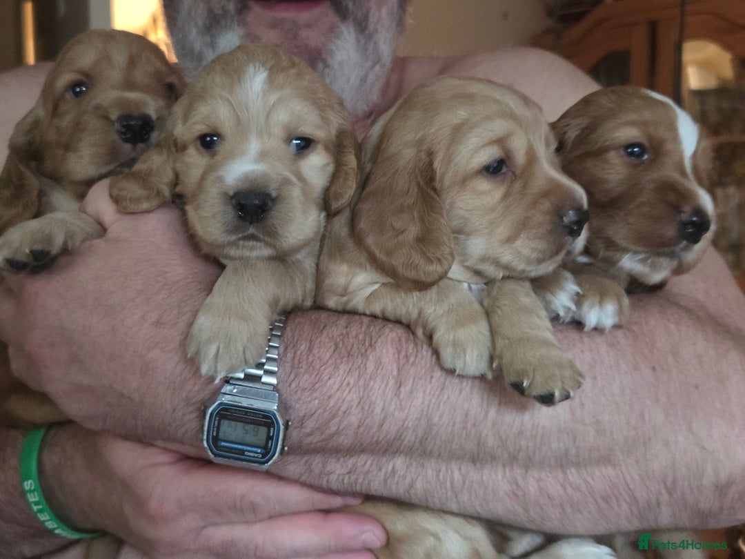 Cocker Spaniel dogs for sale: Beautiful and sweet puppy😊 - Image 17