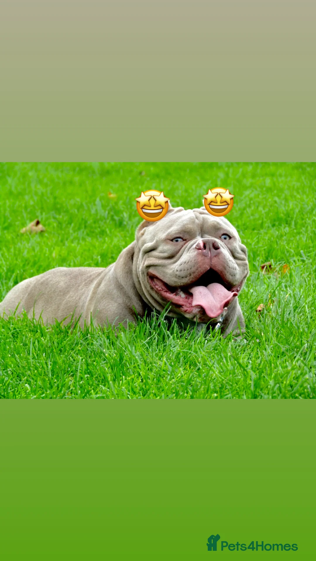 American Bully dogs for stud: Micro exotic open for stud  in Wirral - Advert 5