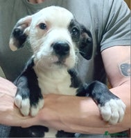 Mixed Breed dogs Bull wheaten pup available ready to go - Advert 9