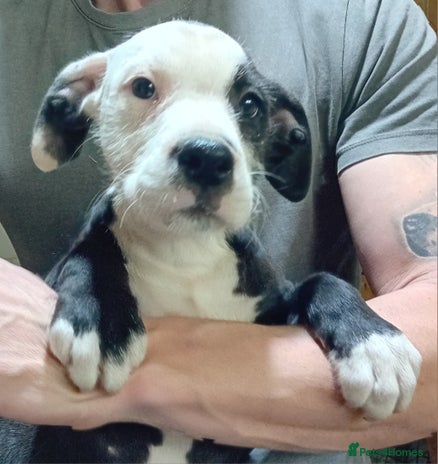 Mixed Breed dogs Bull wheaten pup available ready to go - Advert 16