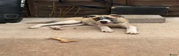 Lurcher dogs for sale: Lurcher puppy - Advert 2