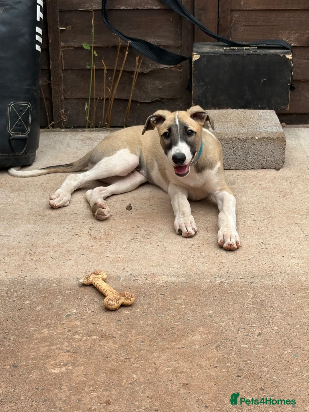 Lurcher dogs for sale: Lurcher puppy - Advert 2