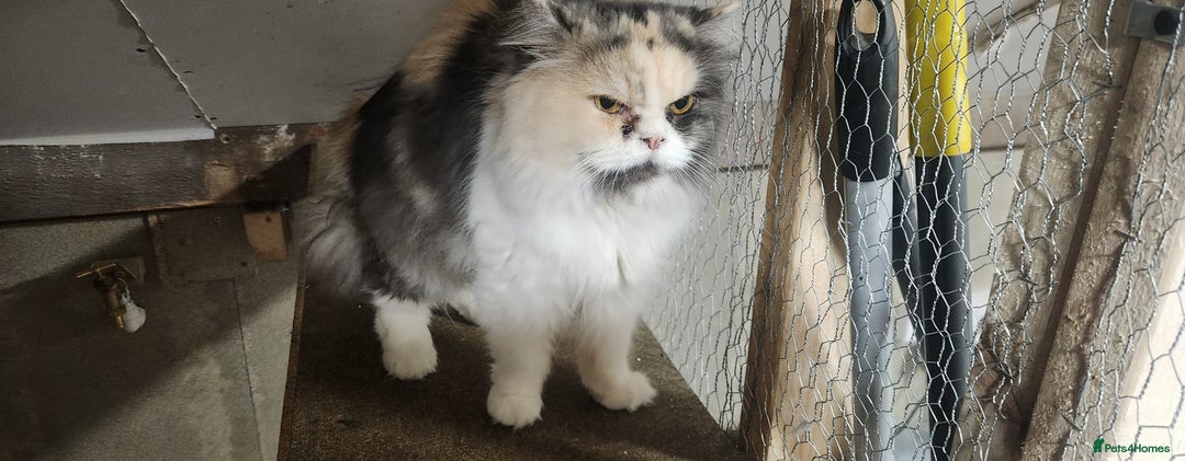 Persian cats for sale: Pure Persian Queen for sale  - Image 2