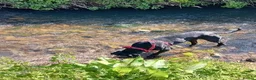 Mixed Breed dogs for sale: Zues  in Lyme Regis - Advert 7