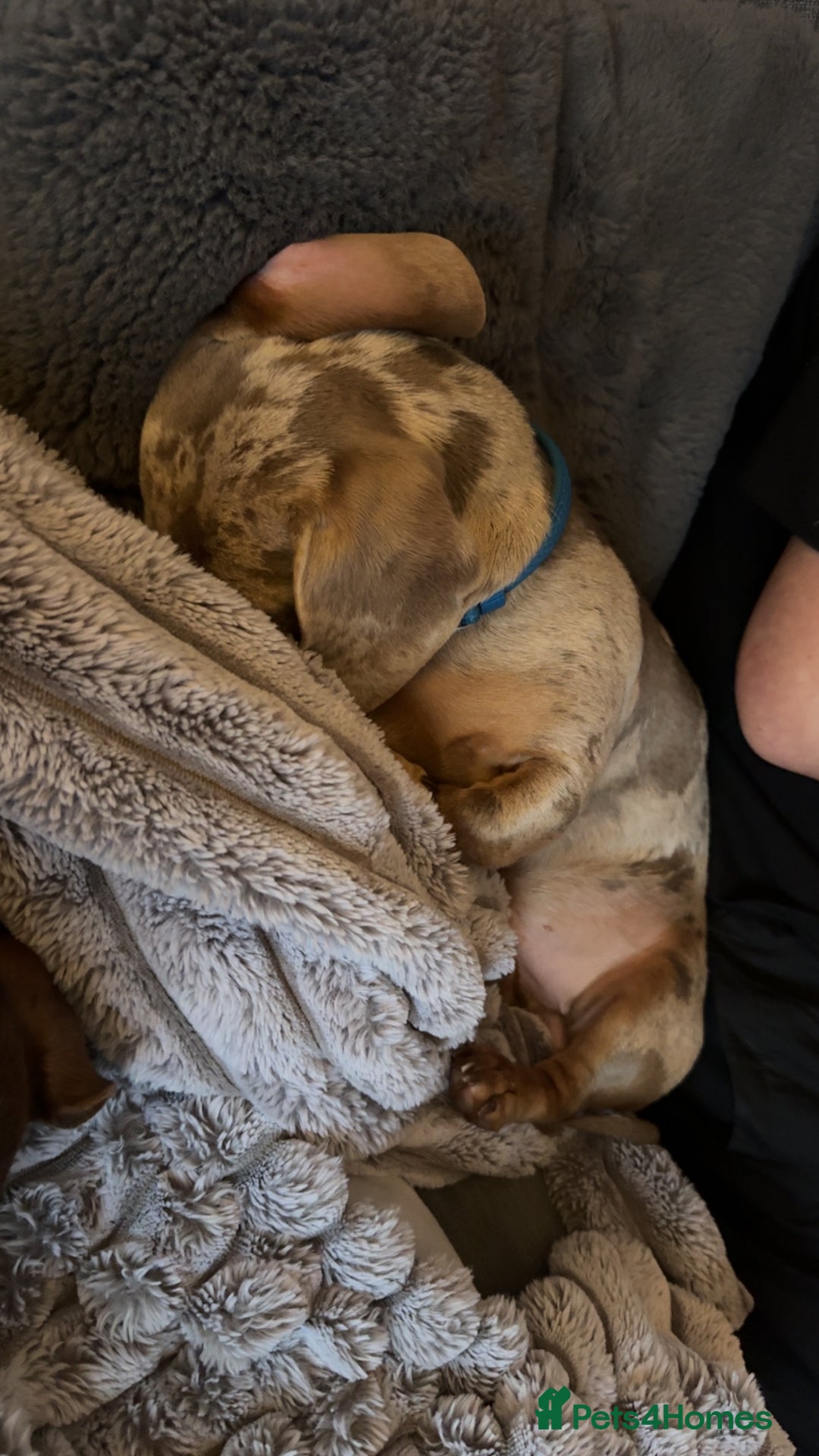 Miniature Dachshund dogs for sale: Miniature dapple male  - Advert 5