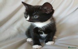 Mixed Breed cats for sale: READY NOW 4 male kittens looking for forever homes - Image 8
