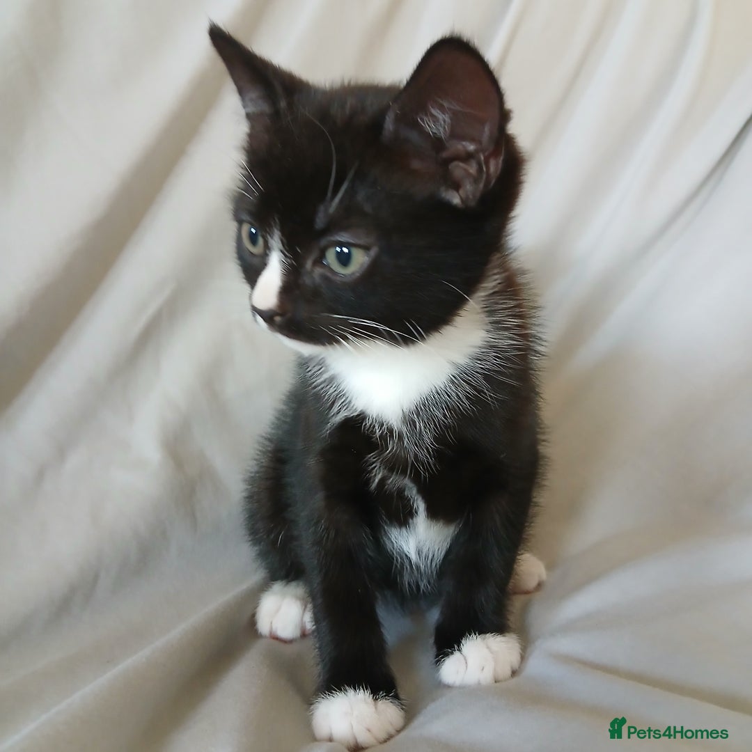 Mixed Breed cats for sale: READY NOW 4 male kittens looking for forever homes - Image 8