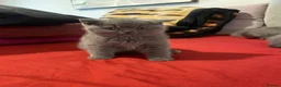 British Shorthair cats for sale:     “Beautiful British Shorthair Kittens” - Advert 20