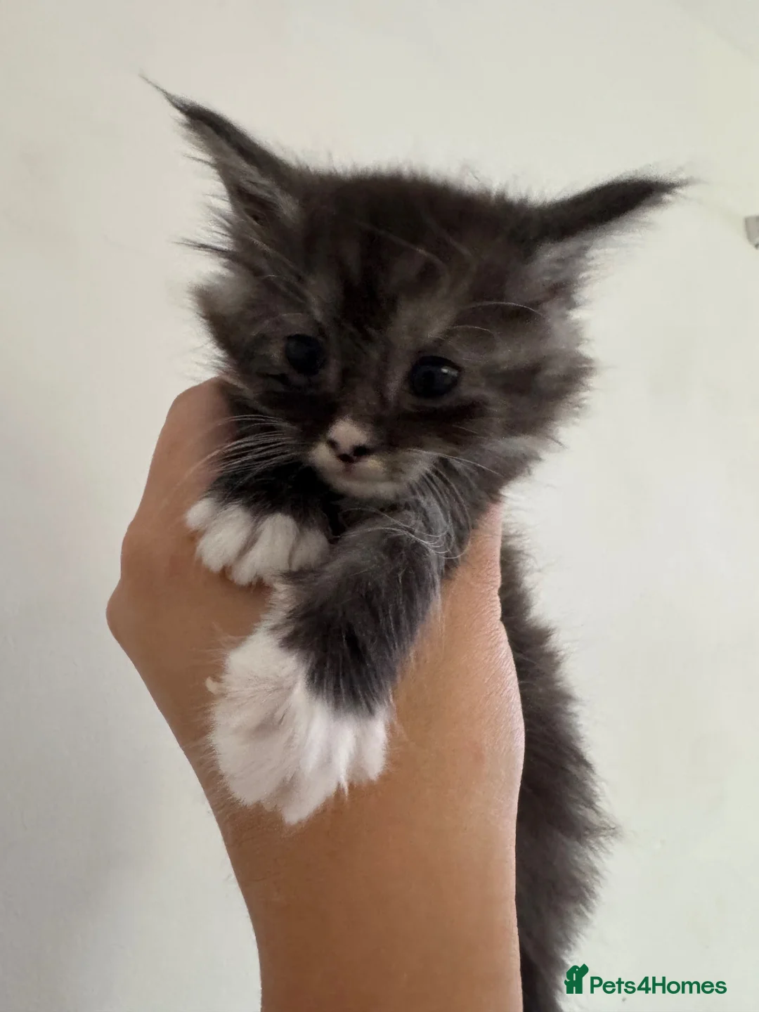 Maine Coon cats for sale: Female Tica registered Maine coon kittens - Advert 12