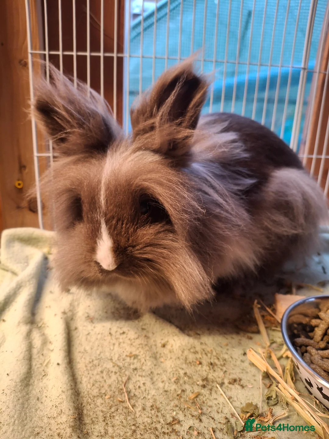 Lionhead rabbits for sale: Purebred Lionhead babies - Advert 8
