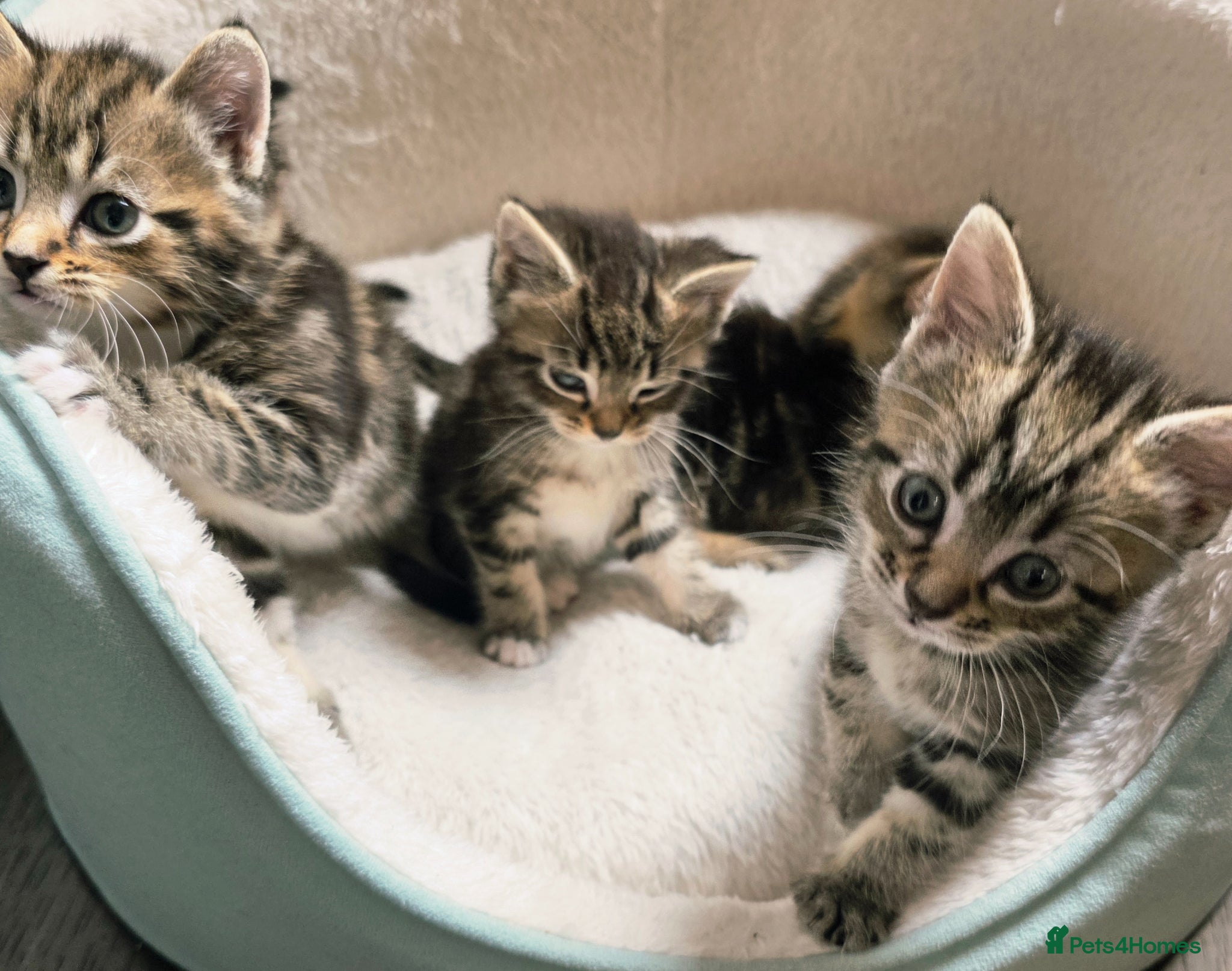 Mixed Breed cats for sale: Tabby kittens available 22nd of June - Advert 3