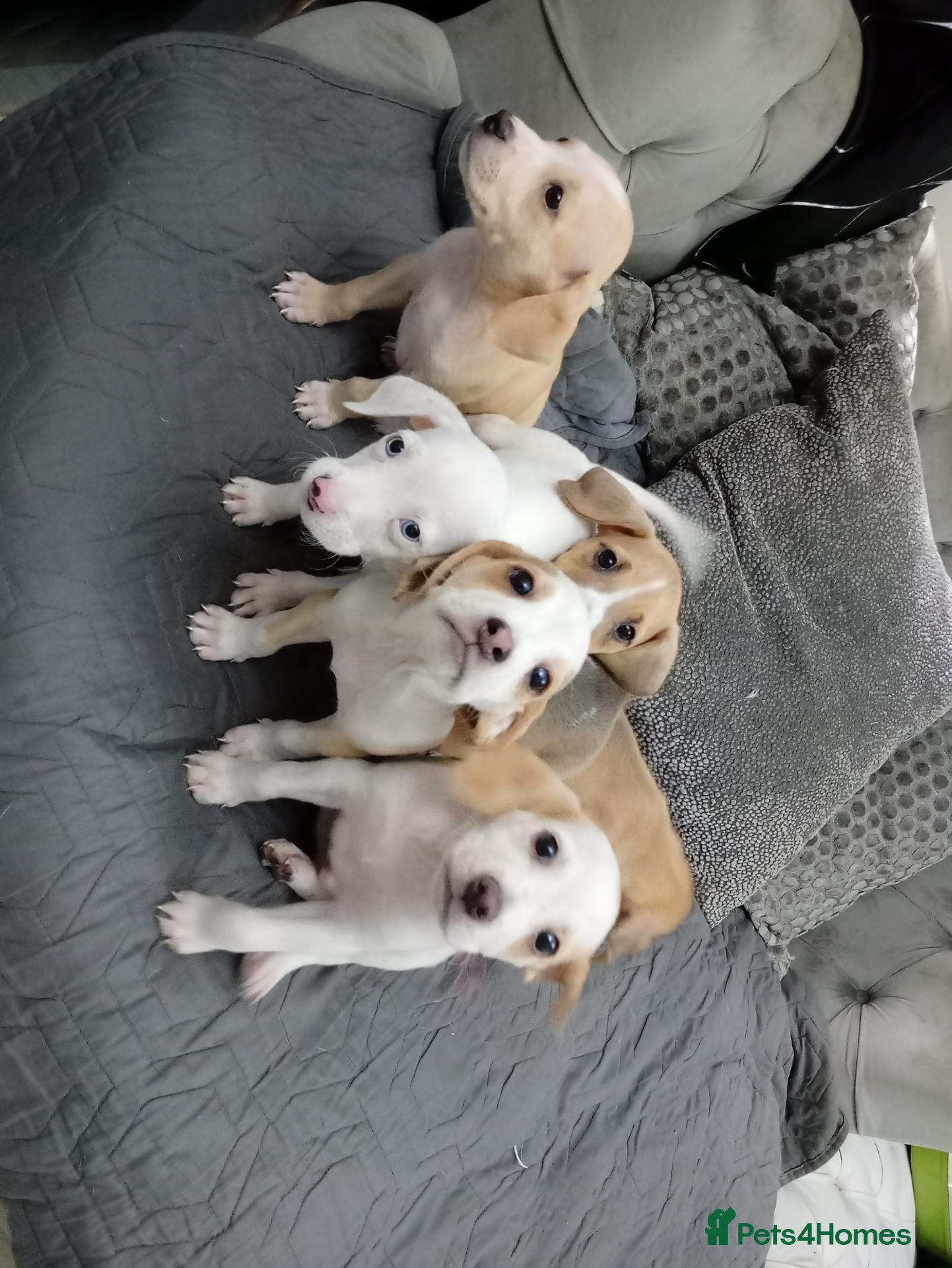 Mixed Breed dogs Beagle x staffy puppies 8 weeks - Advert 5