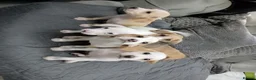 Mixed Breed dogs for sale: Beagle x staffy puppies 8 weeks in Rowley Regis - Advert 18