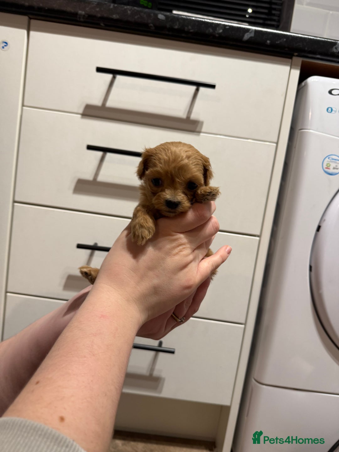 Maltipoo dogs for sale: Beautiful tiny F1 Asian Maltipoo puppies  - Advert 14