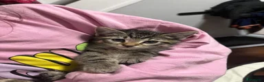 American Shorthair Kitten 