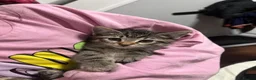 American Shorthair cats for sale: American ShortHair Kitten - Advert 1