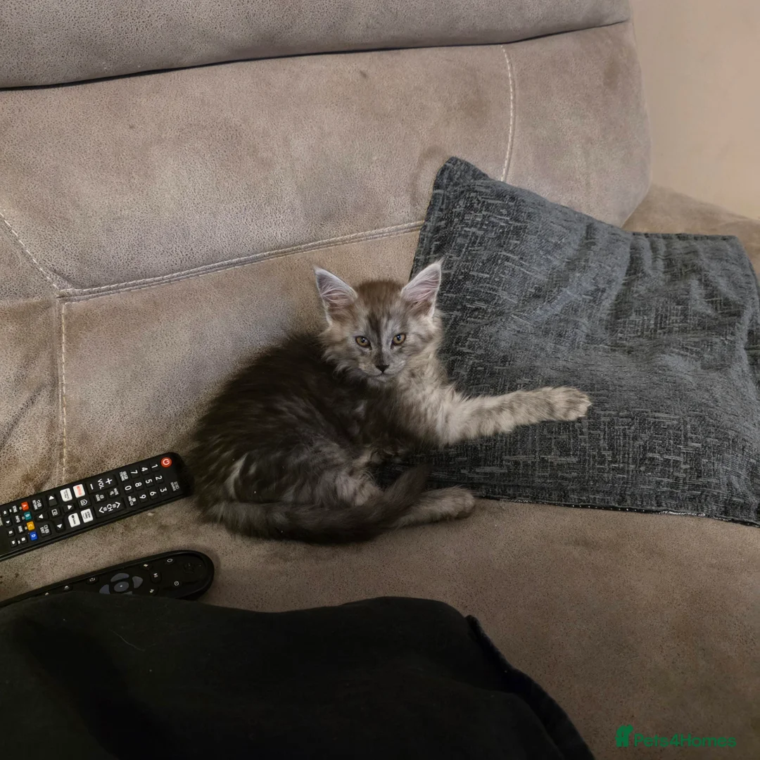 Maine Coon cats for sale: Tica reg kittens- neutered. 3 left Ready soon - Advert 16