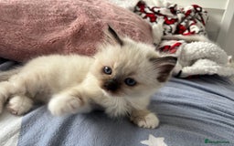 Ragdoll cats for sale: Seal Point Ragdoll looking for forever home - Image 3