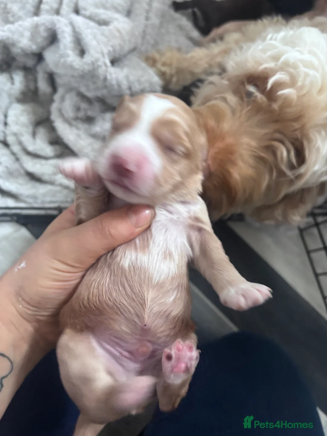 Cockapoo dogs for sale: Cockapoo Puppies - Advert 5