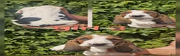 Basset Hound dogs for sale: KC REG Bassett Babies - Advert 9