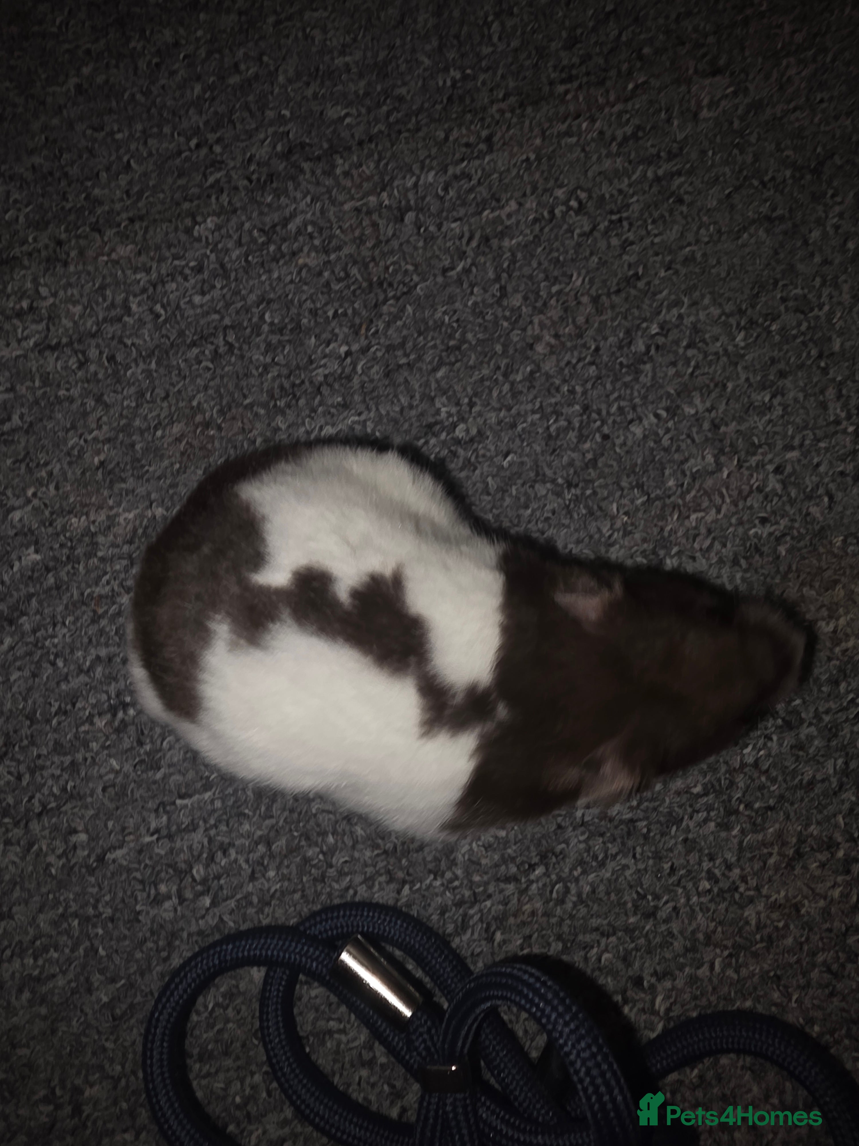 Hamster rodents Hamster Syrian 1 female  - Advert 12