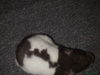 Hamster rodents Hamster Syrian 1 female - Advert 1