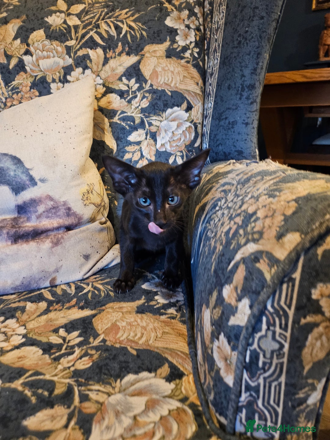 Oriental cats for sale: Black GCCF Oriental Female with Green Eyes - Advert 3