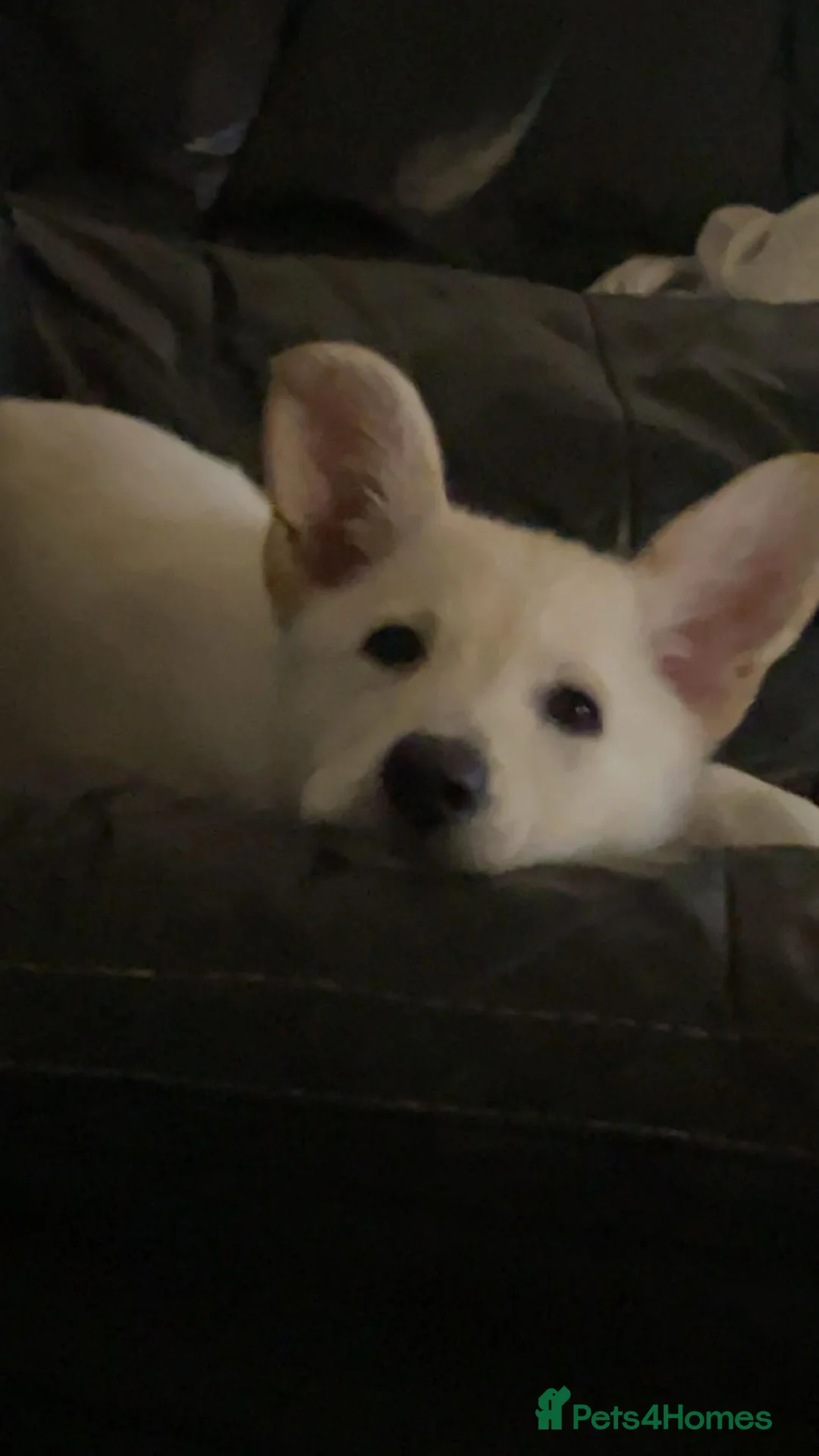 German Shepherd dogs for sale: Nova  - Advert 2