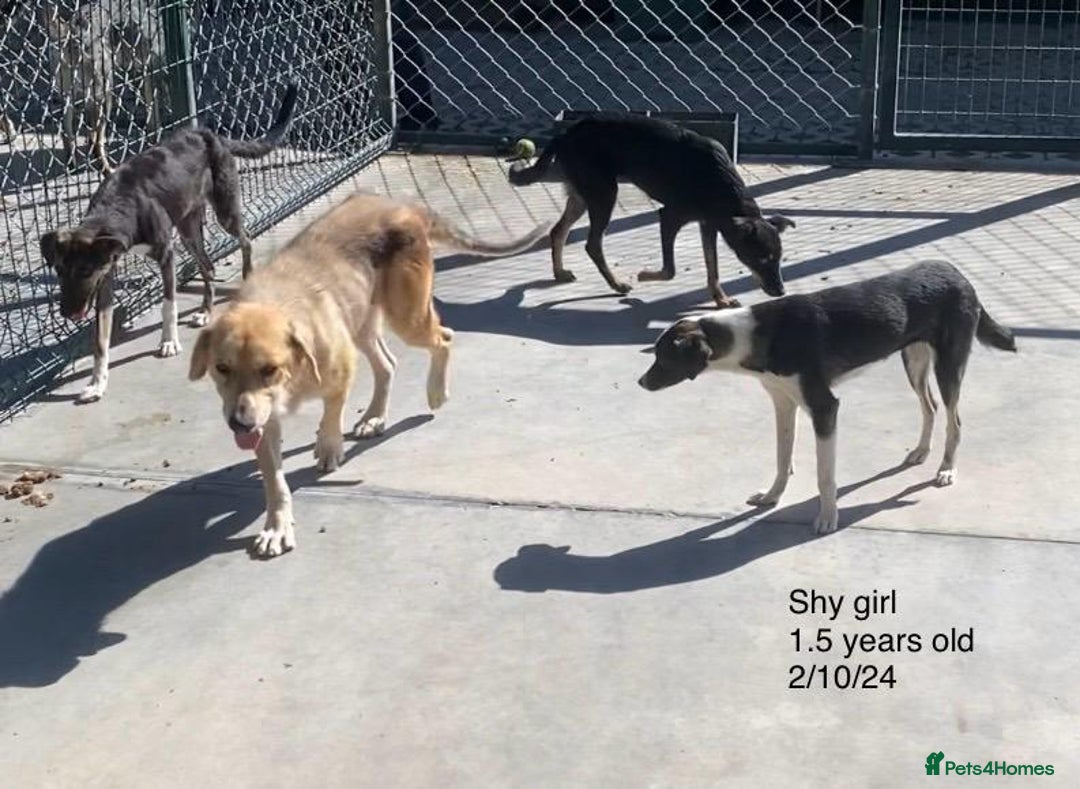 Mixed Breed dogs for adoption: Kaia, 1.5 yrs approx. Available for adoption. - Advert 2