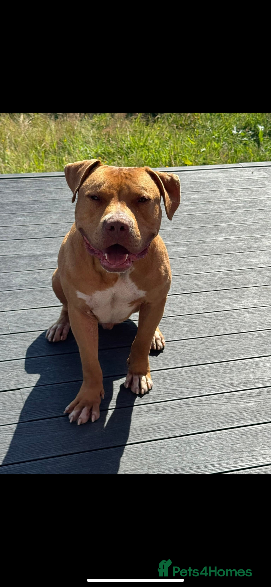 American Bulldog dogs for sale: Handsome and super active boy for rehoming - Image 7
