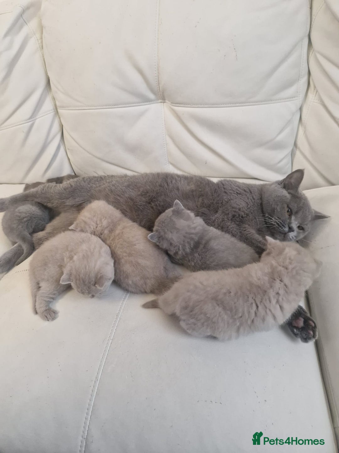 British Shorthair cats for sale: British Shorthair Kittens Blue and Lilac. - Advert 19