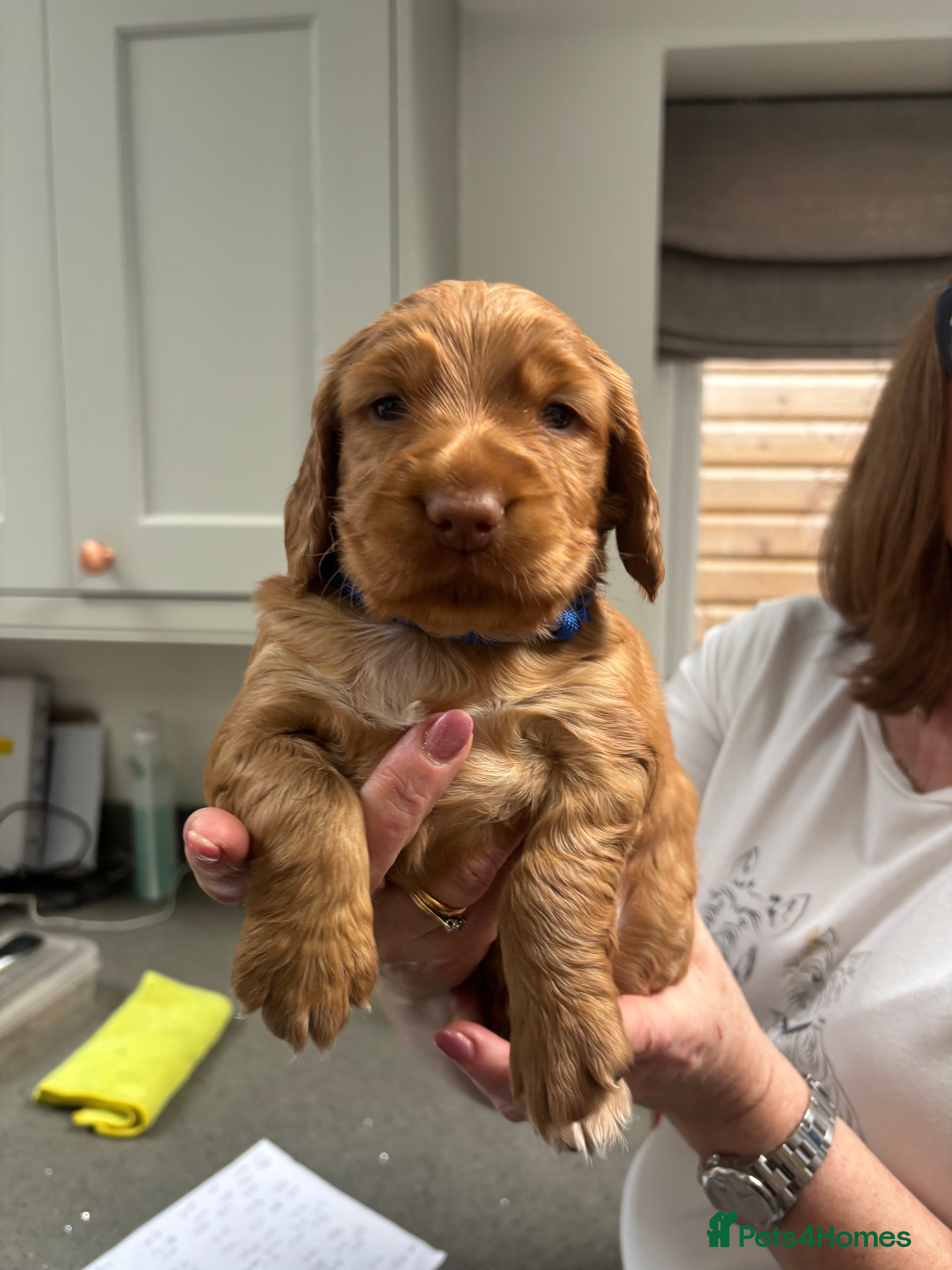 Cocker Spaniel dogs Kc Registered Cocker Spaniel Puppies - Advert 15