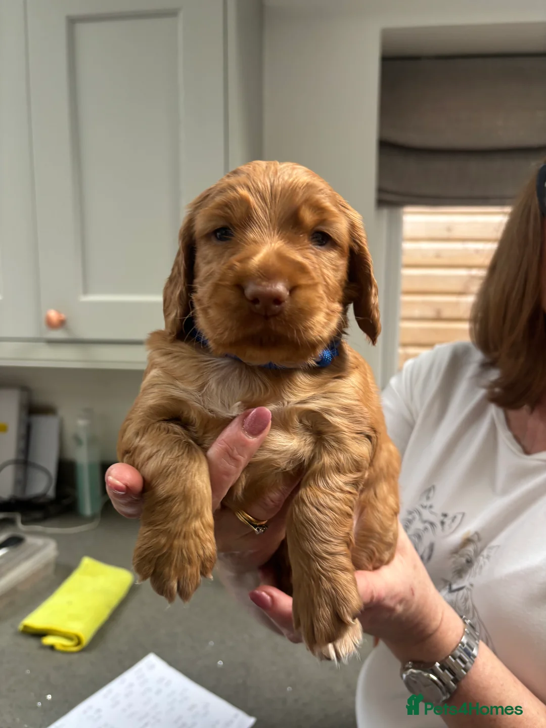 Cocker Spaniel dogs for sale: Kc Registered Cocker Spaniel Puppies - Advert 1