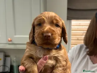 Cocker Spaniel dogs Kc Registered Cocker Spaniel Puppies - Advert 2