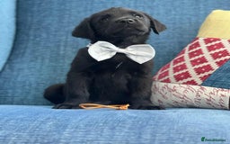 Goldador dogs for sale: Beautiful last little boy  - Image 7