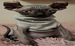 Sphynx cats for sale: Half Elf sphynx  - Image 1