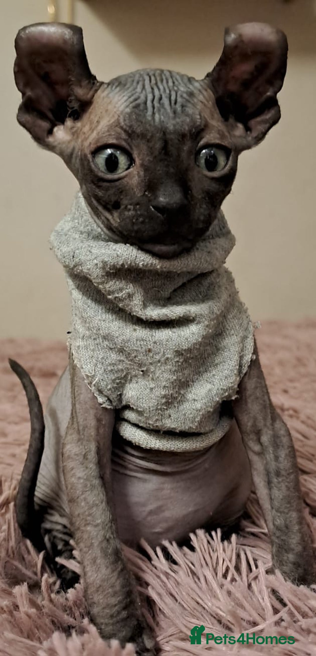 Sphynx cats for sale: Half Elf sphynx  - Image 1