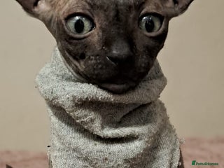 Sphynx cats - Advert 8