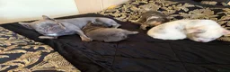 French Bulldog dogs for sale: French Bulldogs - Advert 1