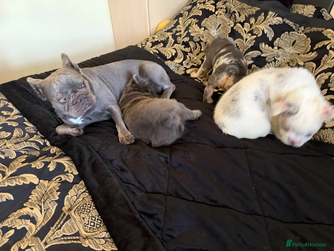 French Bulldog dogs for sale: French Bulldogs - Advert 1